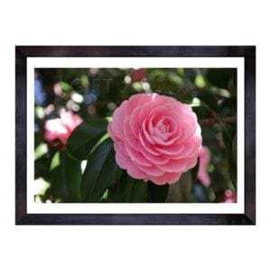 PIN-ROS-PHO-1 Pink Rose Photo Art
