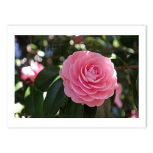 PIN-ROS-PHO-1 Pink Rose Photo Art