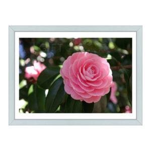 PIN-ROS-PHO-1 Pink Rose Photo Art