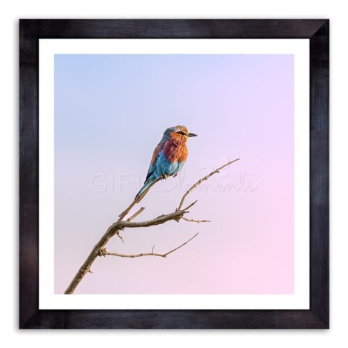 Blue Orange Bird Photo Wall Art