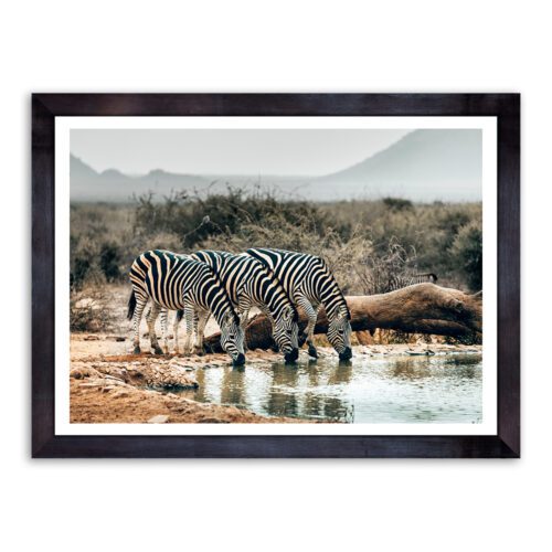 ZEB-DRI-PHO-1 Zebras Drinking Photo Art